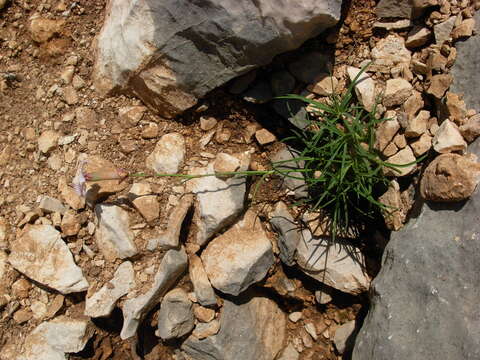 Image of Dianthus siculus C. Presl