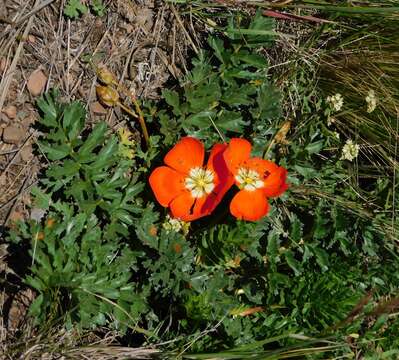 Imagem de Hypseocharis pimpinellifolia Remy