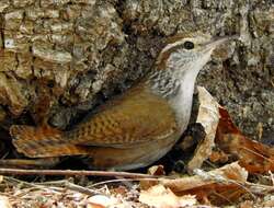 Image of Sinaloa Wren