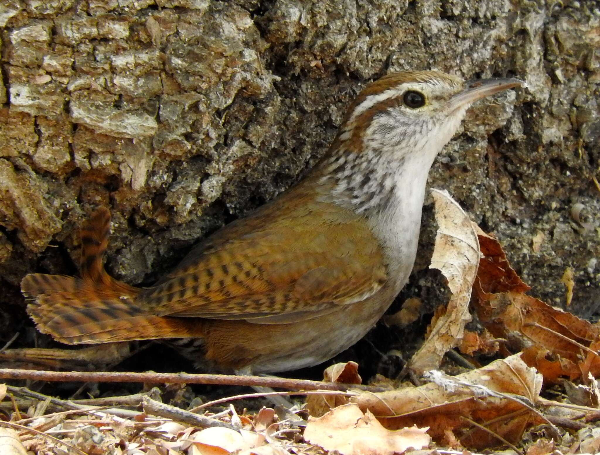 Image of Sinaloa Wren