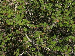 Image of Rocky Mountain maple