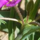 Image of Edwards Plateau spiderwort
