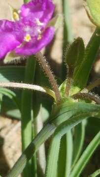 Image de Tradescantia pedicellata Celarier