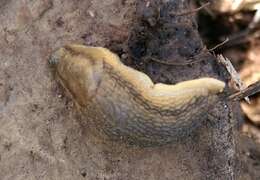 Image of banded slug