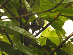 Image of Pacific Antwren