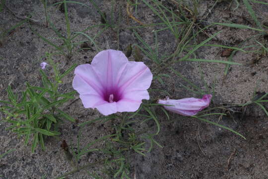 Слика од Ipomoea bolusiana Schinz