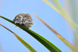 Image of Melospiza melodia adusta Nelson 1899