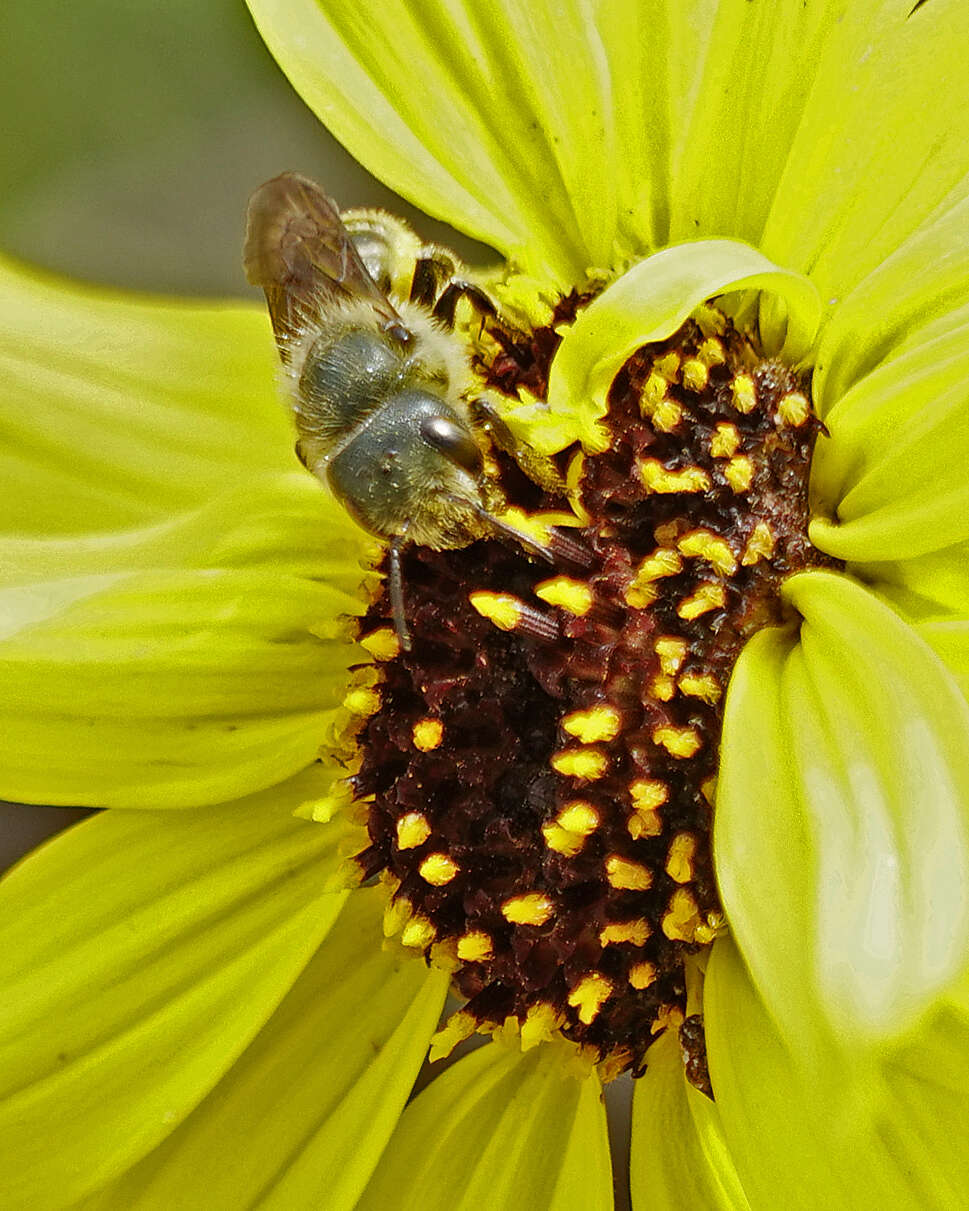 Image of Osmia coloradensis Cresson 1878