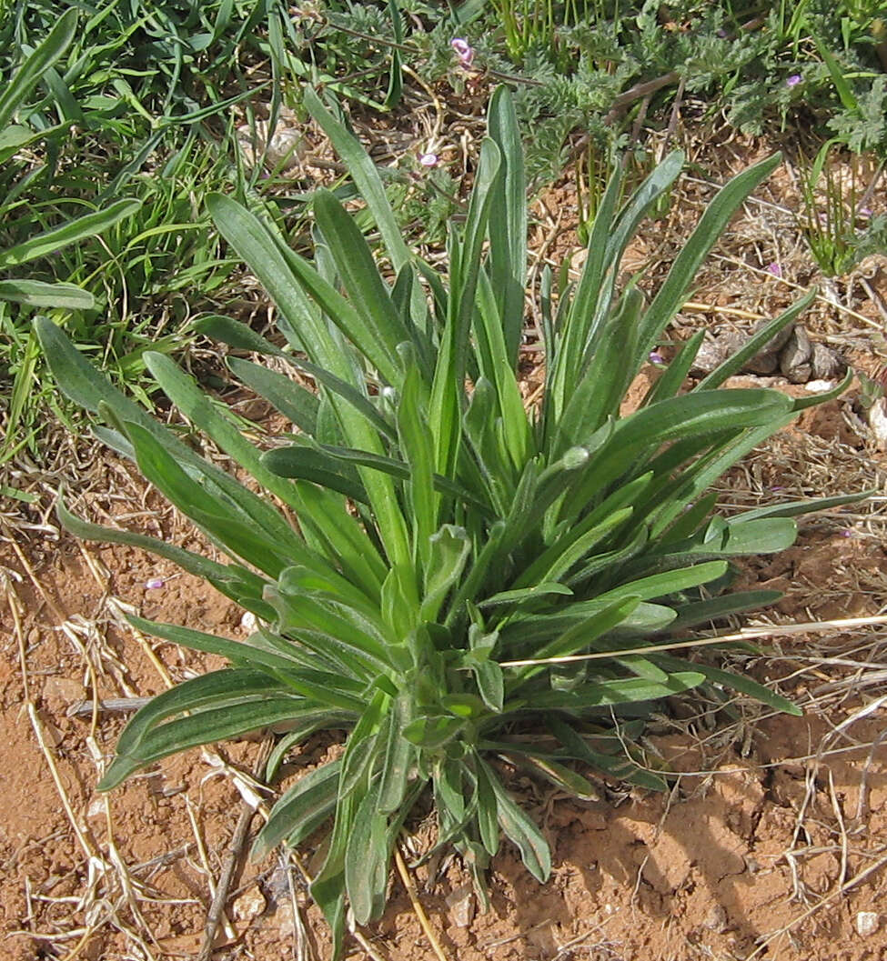 Image of Wright's plantain