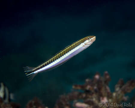 Image de Mimic blenny