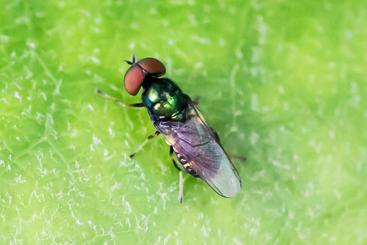 Image of Soldier fly