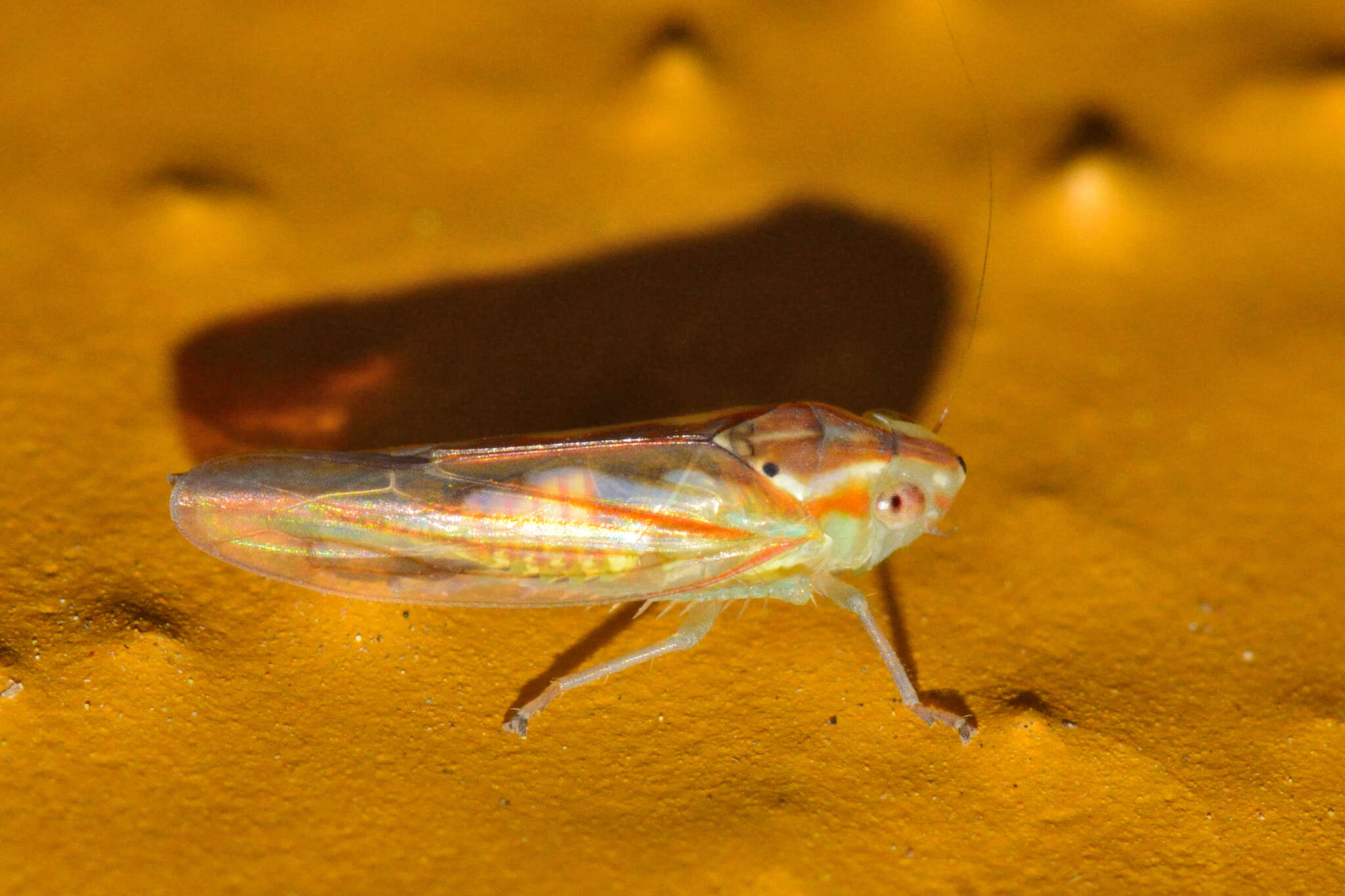 Plancia ëd Neocoelidia bilobata (De Long 1953)