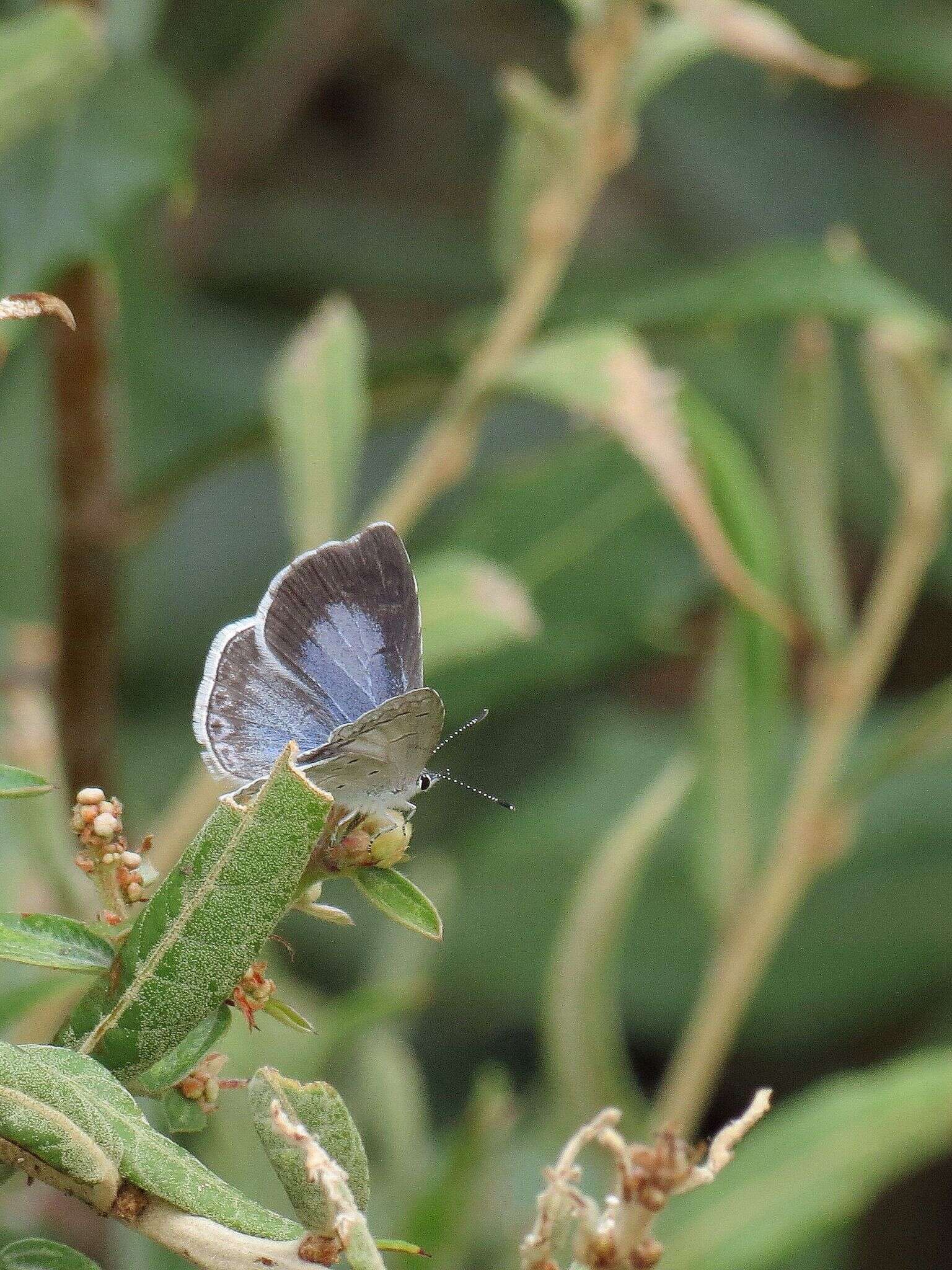 Image of Celastrina echo cinerea (W. H. Edwards 1883)