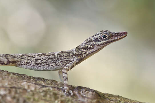 Image of Guantanamo  Anole