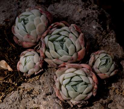 Image of Echeveria elegans Rose