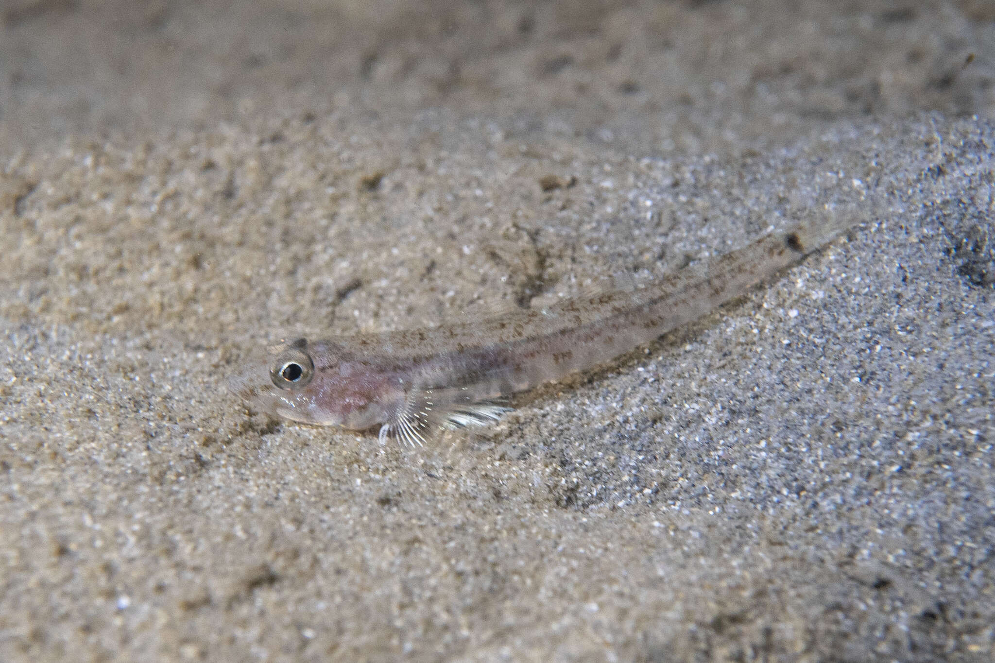 Plancia ëd Nesogobius hinsbyi (McCulloch & Ogilby 1919)