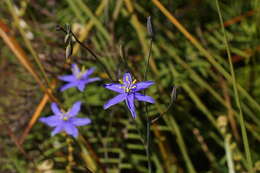 Image of Thelionema caespitosum (R. Br.) R. J. F. Hend.