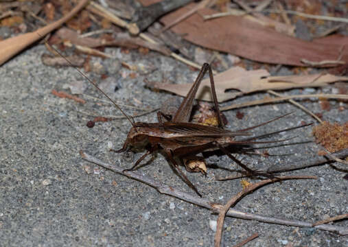 Image of Lychee Bush Cricket