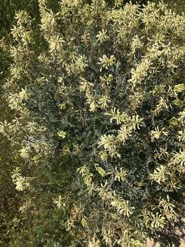 Image de Astragalus oxyphysus A. Gray