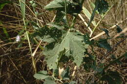 Image of Althaea × taurinensis