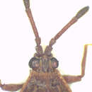 Image of Paracopium albofasciatum Hacker 1927