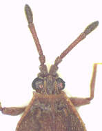 Image of Paracopium albofasciatum Hacker 1927