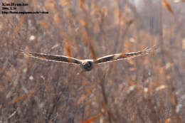 Image of Hen Harrier