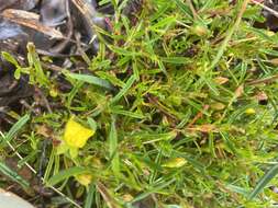 Image of Hibbertia racemosa (Endl.) Gilg