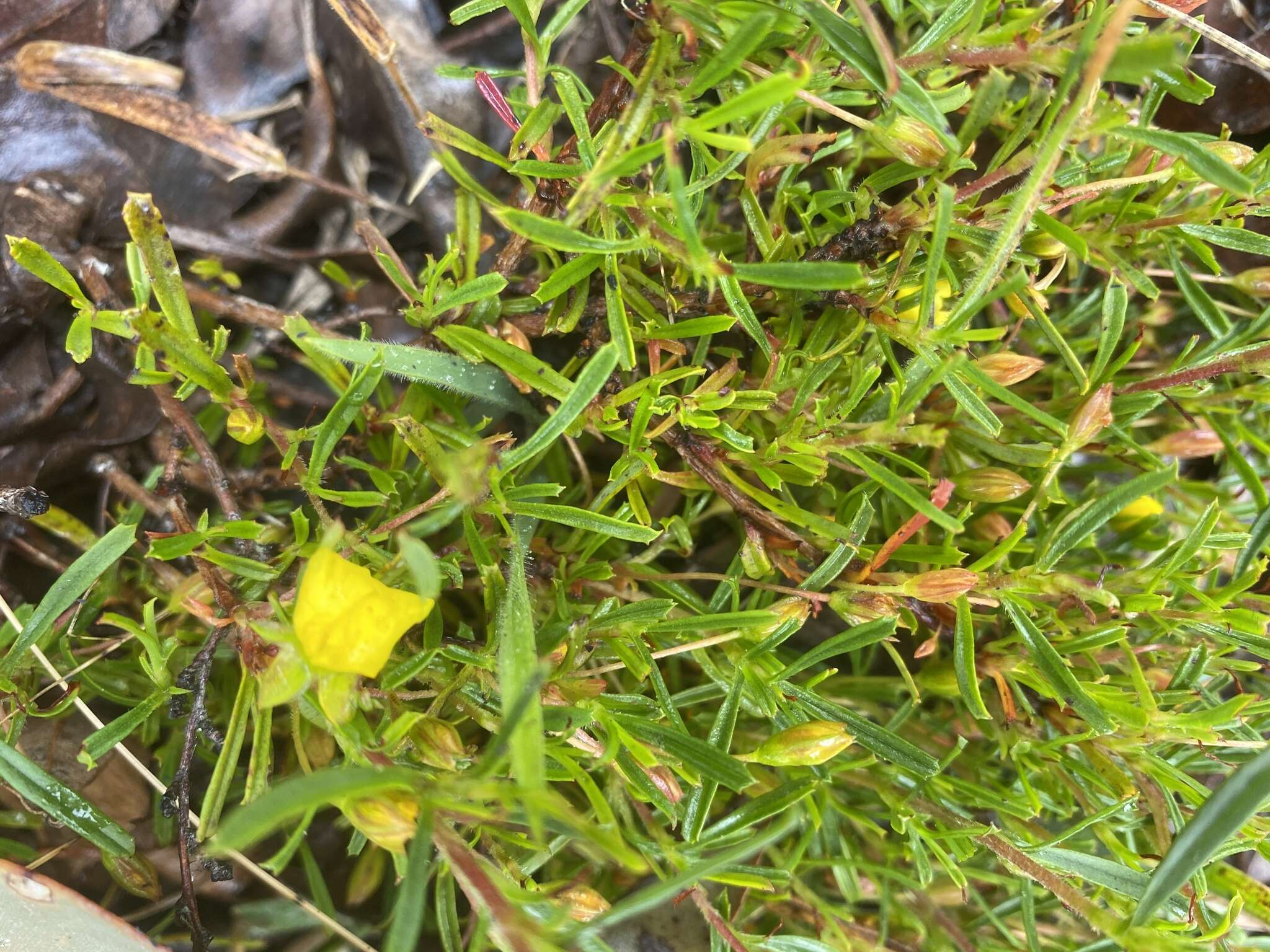 Image of Hibbertia racemosa (Endl.) Gilg