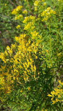 Image of bushy goldentop