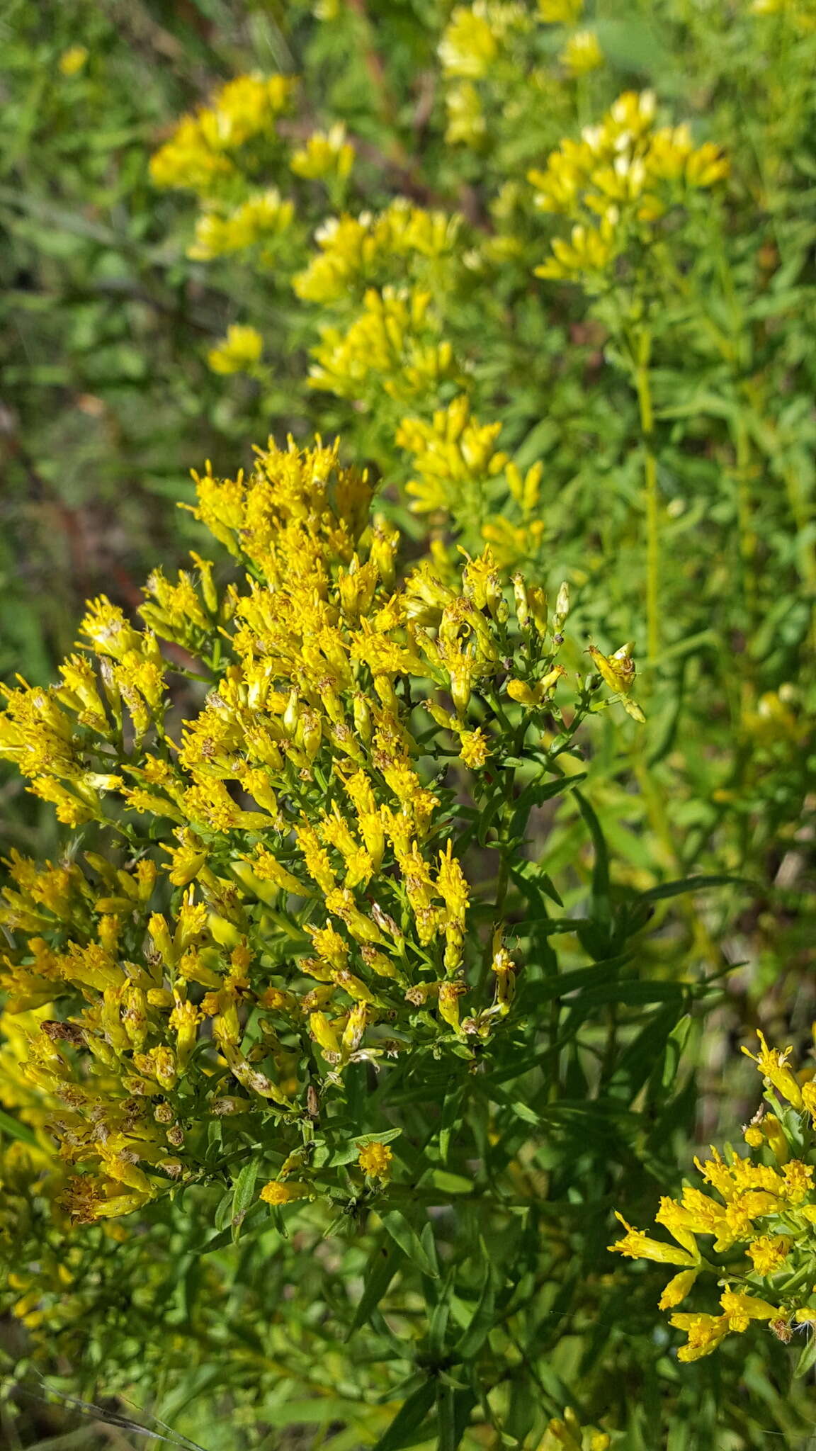 Plancia ëd Euthamia leptocephala (Torr. & A. Gray) Greene