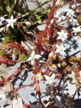 Image of Sedum monregalense Balbis