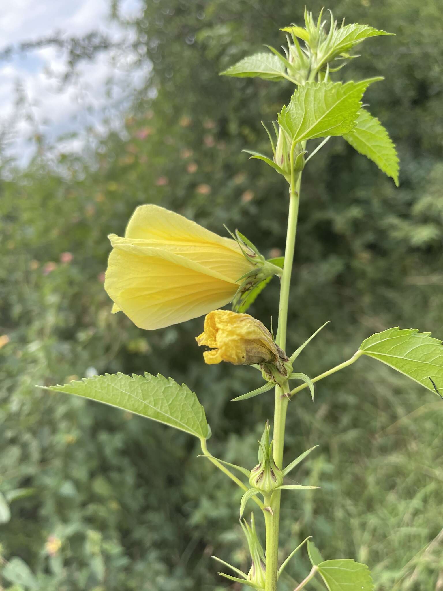 Image of Dongola hibiscus