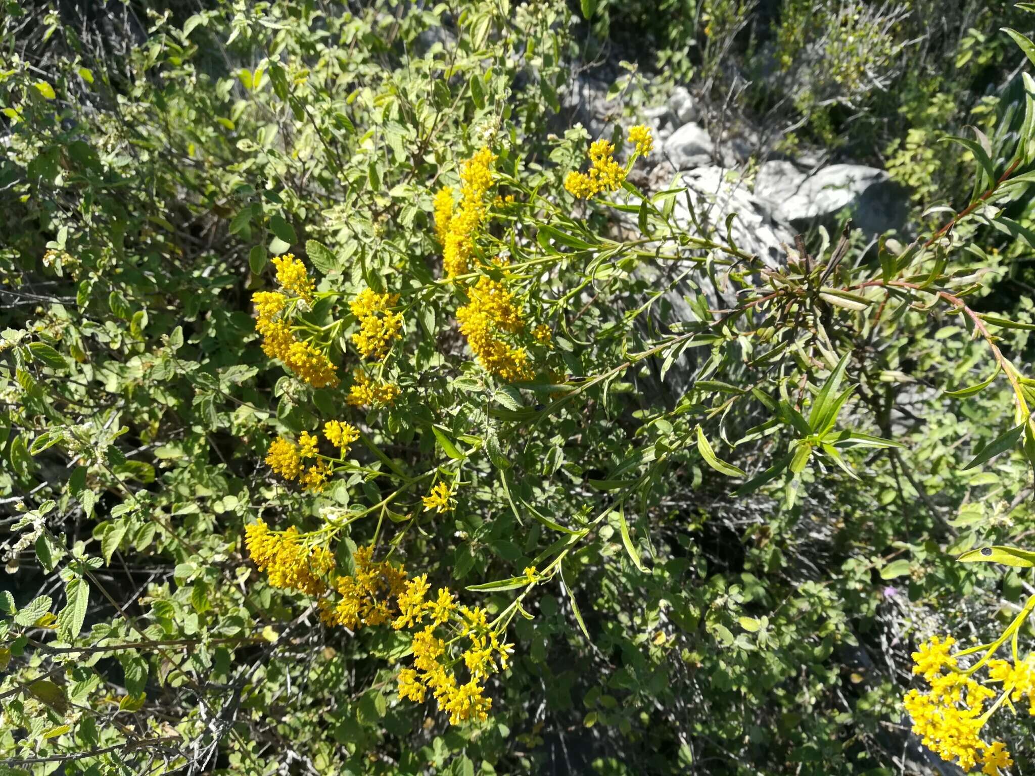 Imagem de Gymnosperma