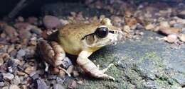 Image of Grey Barred Frog