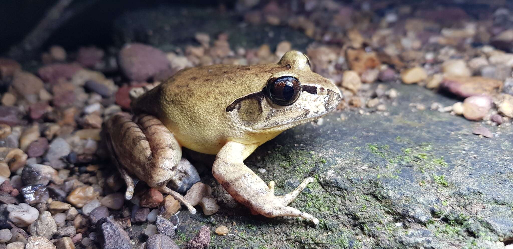 Image of Grey Barred Frog