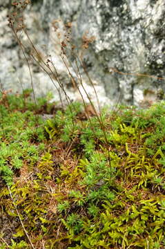 Image de Saxifraga bronchialis subsp. stelleriana (Merk ex Ser.) Malysch.