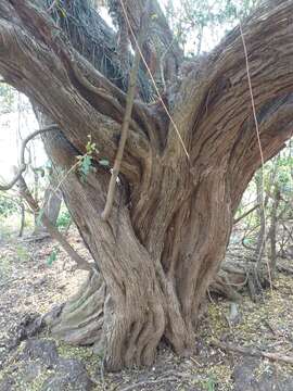 Image de Geoffroea spinosa Jacq.