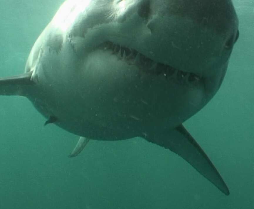 Image of Brown Remora