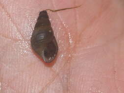 Image of Snail