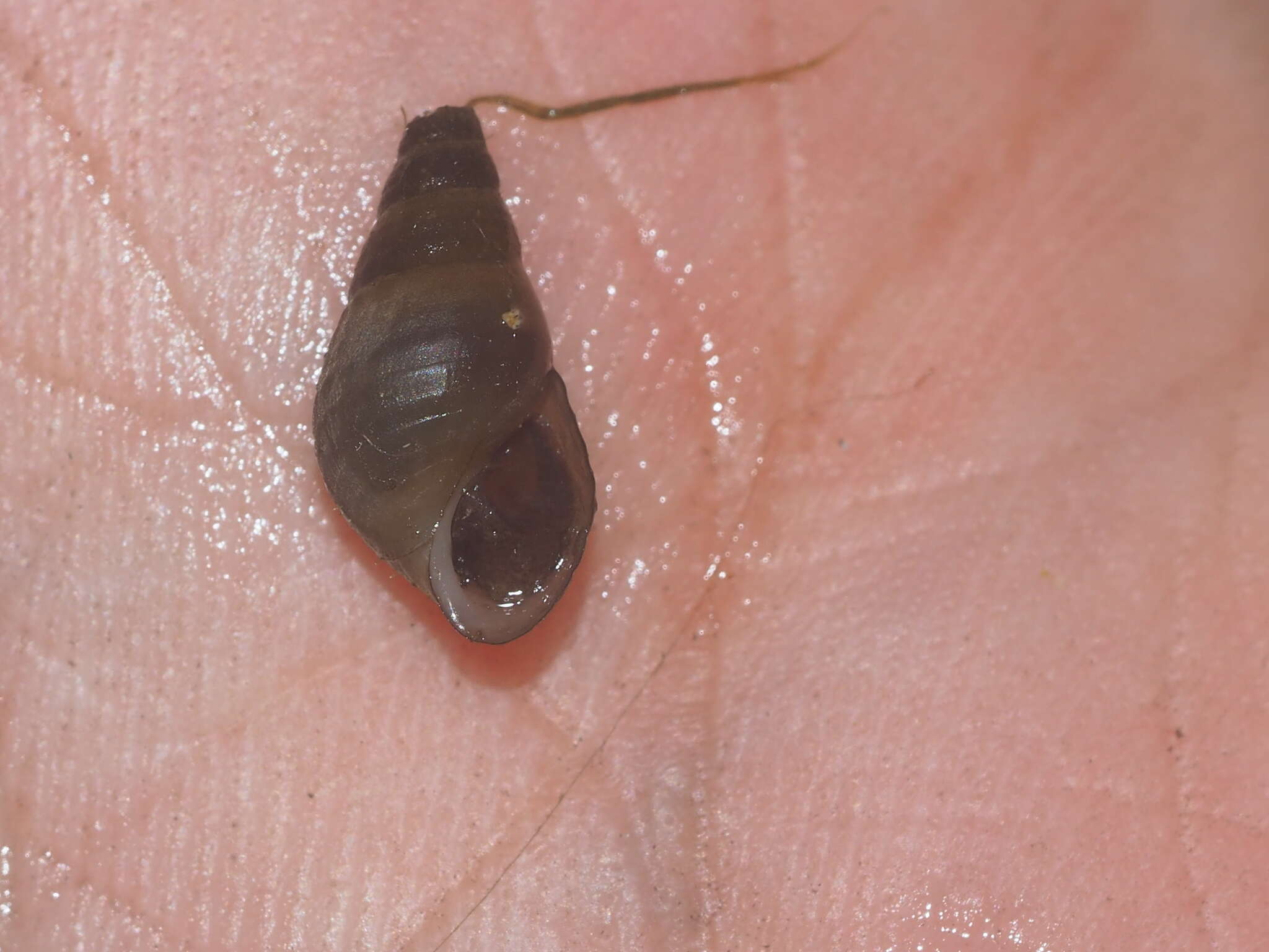 Image of Snail