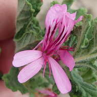 Image of oakleaf geranium