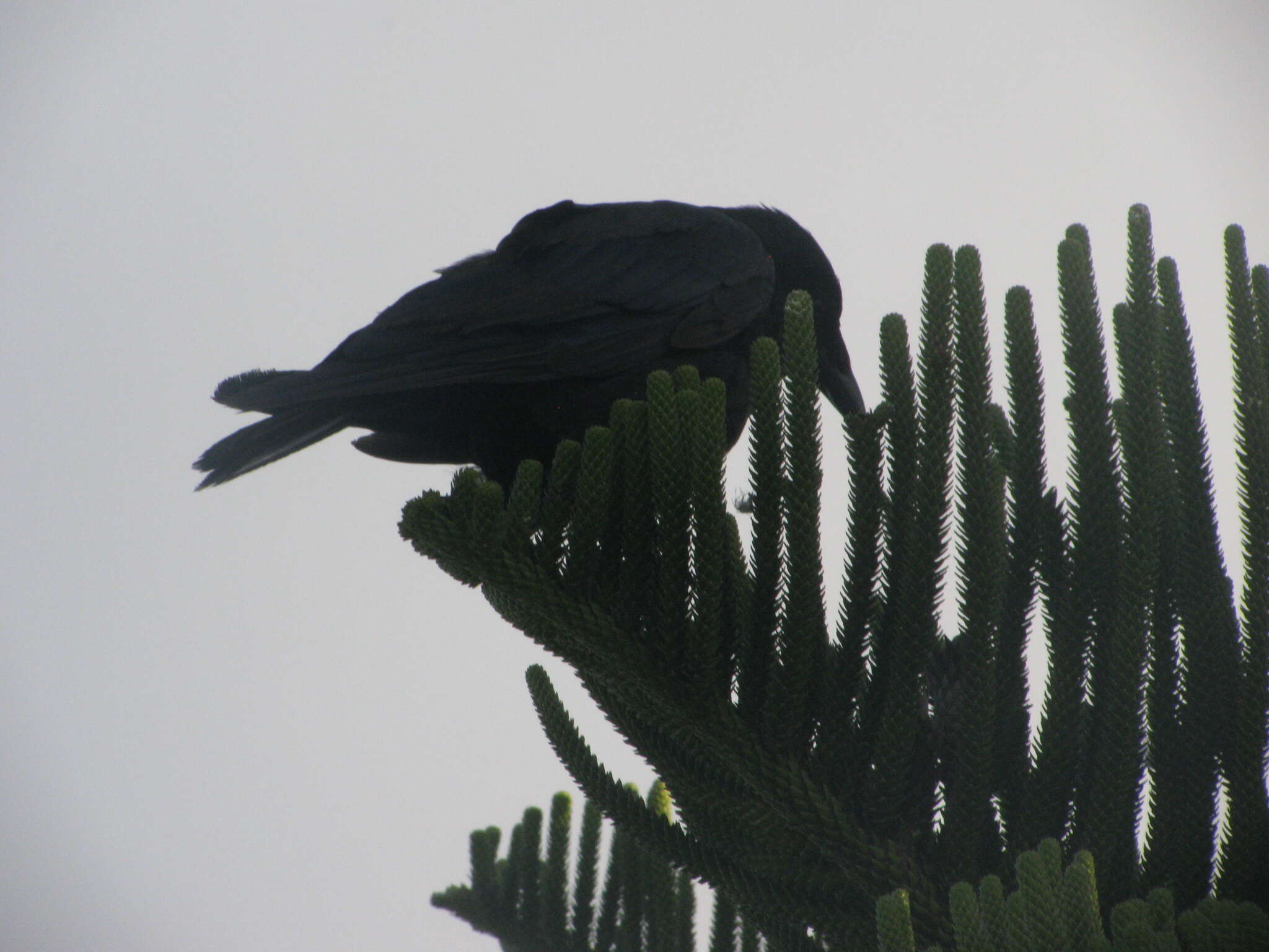 Image of Little Raven