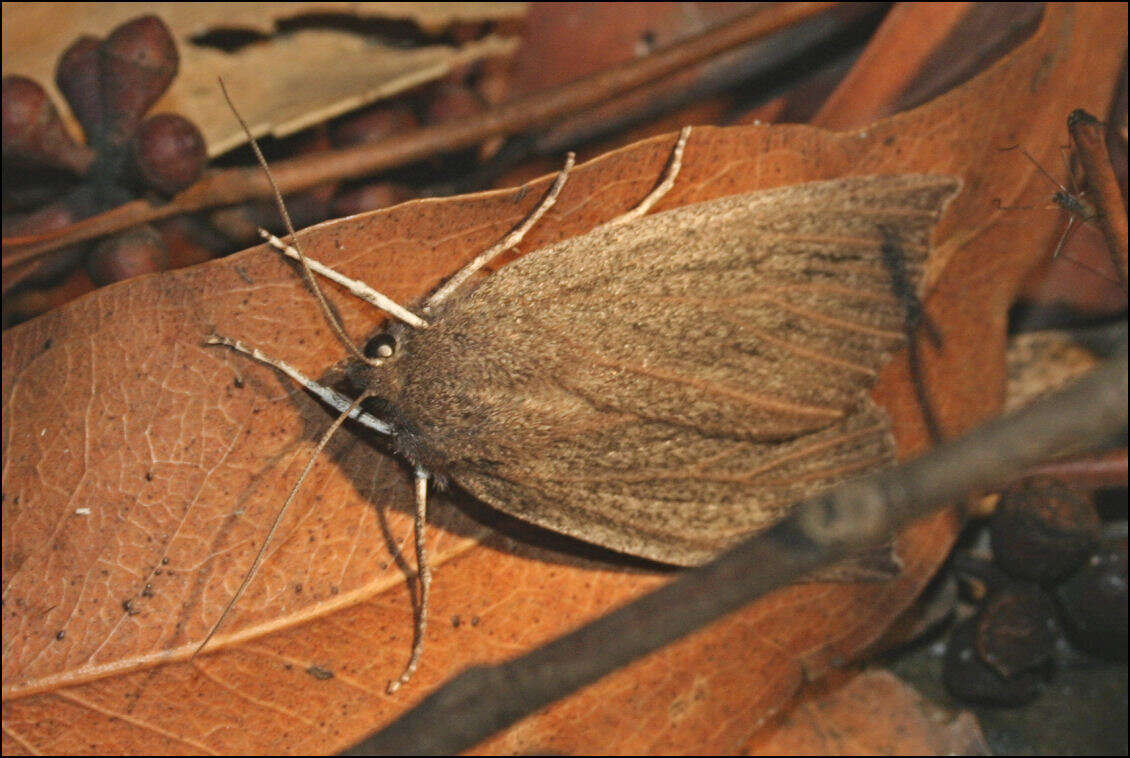 Image of Palleopa