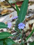 Eranthemum tetragonum Wall. resmi