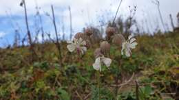 Image of Silene vulgaris subsp. bosniaca (G. Beck) Janchen ex Greuter, Burdet & Long