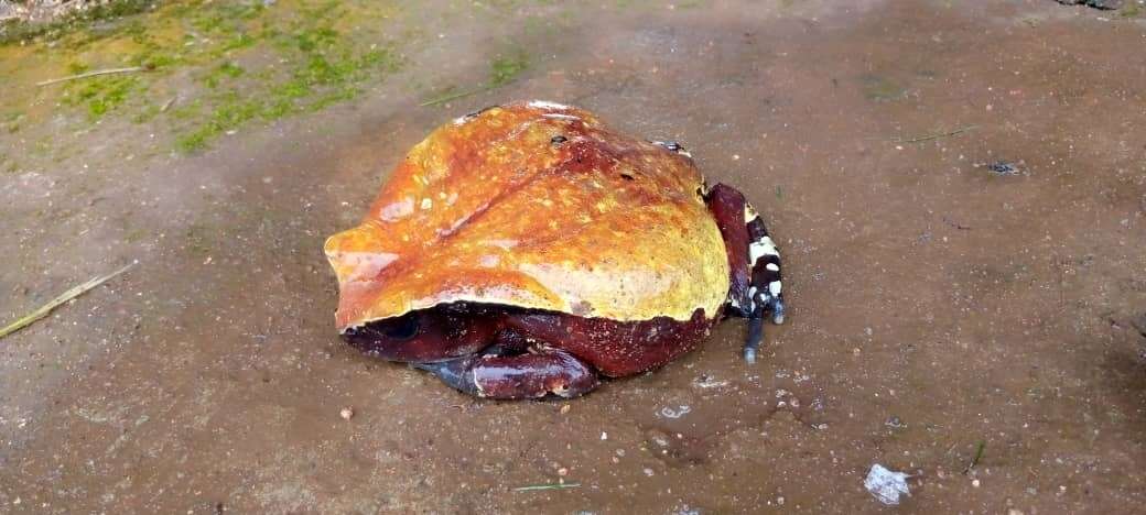 Image of African giant toad