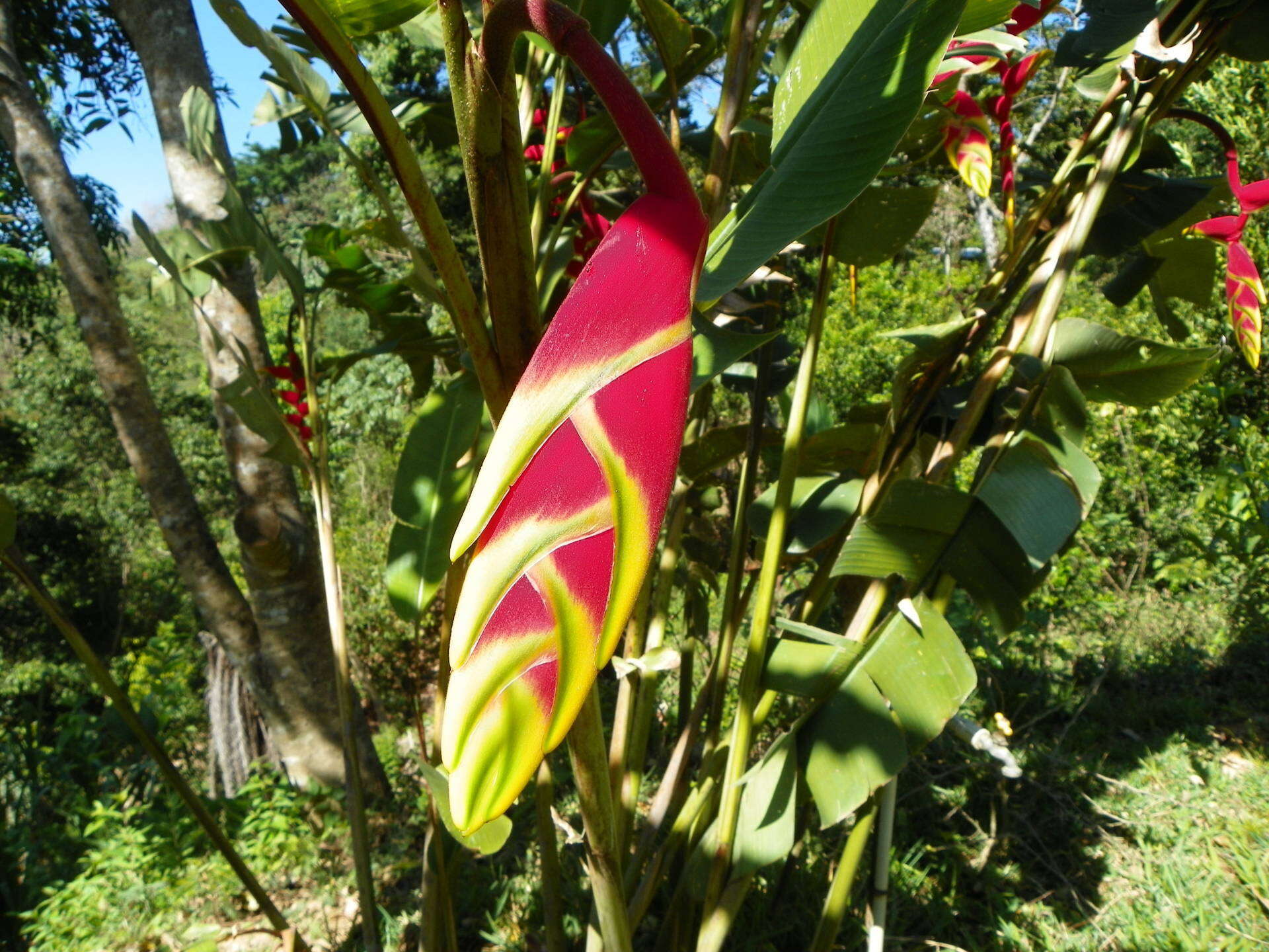 Image of false bird of paradise