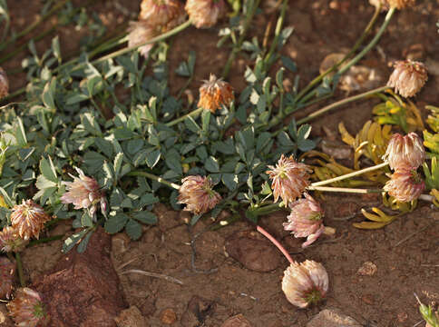 Слика од Trifolium lemmonii S. Watson