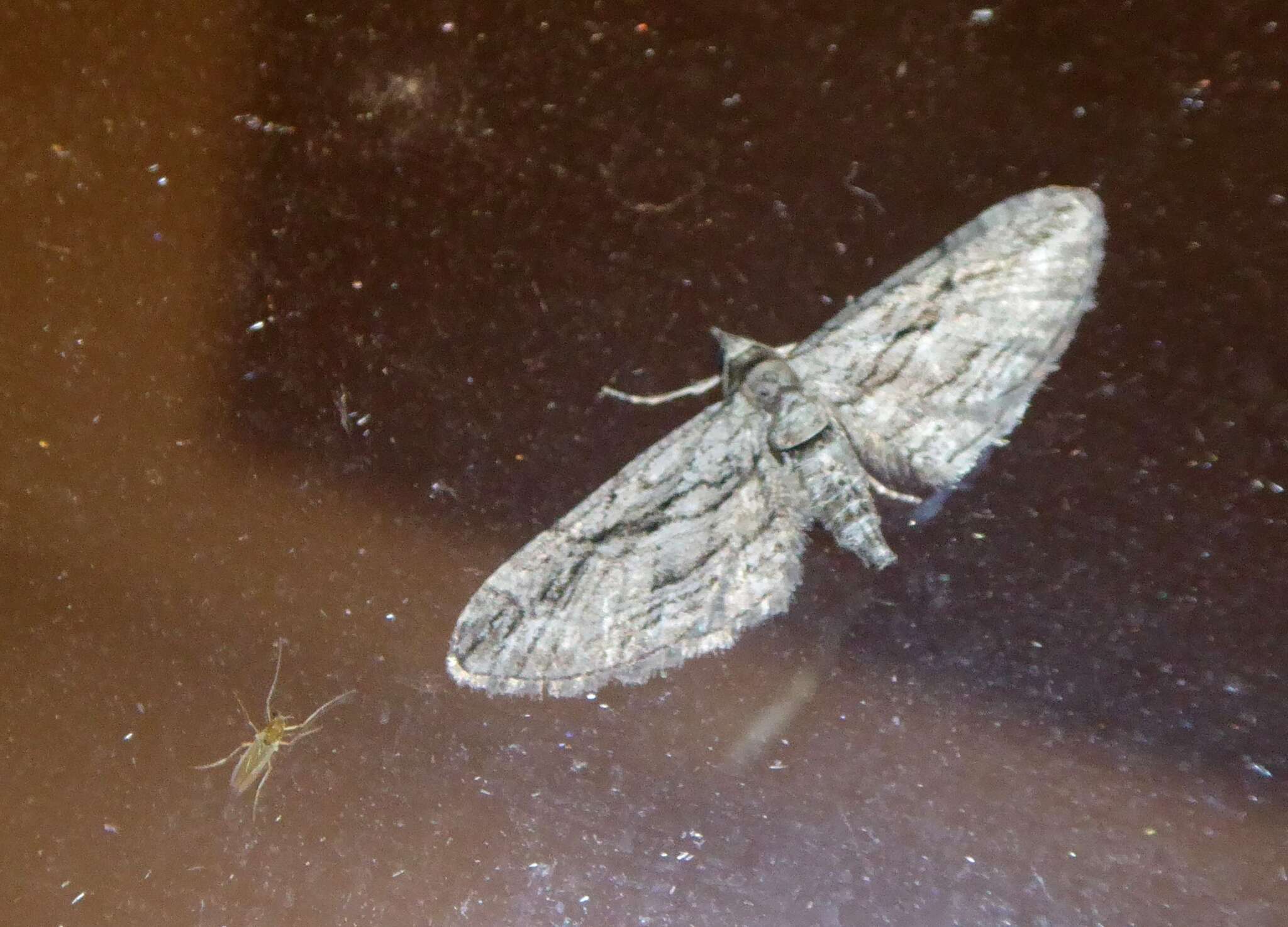 Слика од Eupithecia phoeniceata Rambur 1834